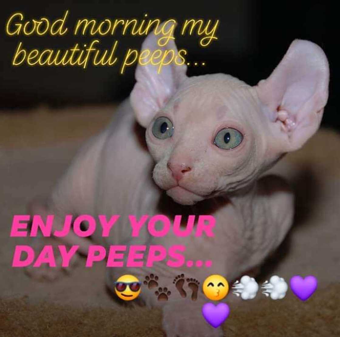 Funny Wednesday memes Funny Wednesday memes