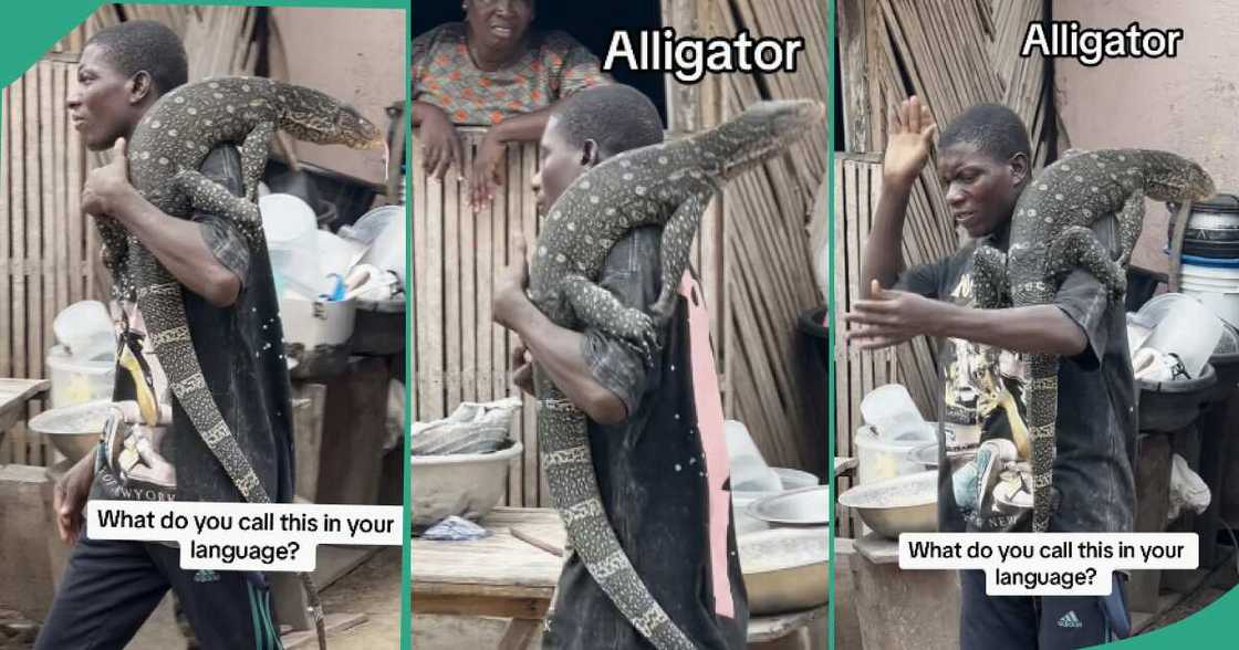 Man displays rare pet in public. Man displays rare pet in public.