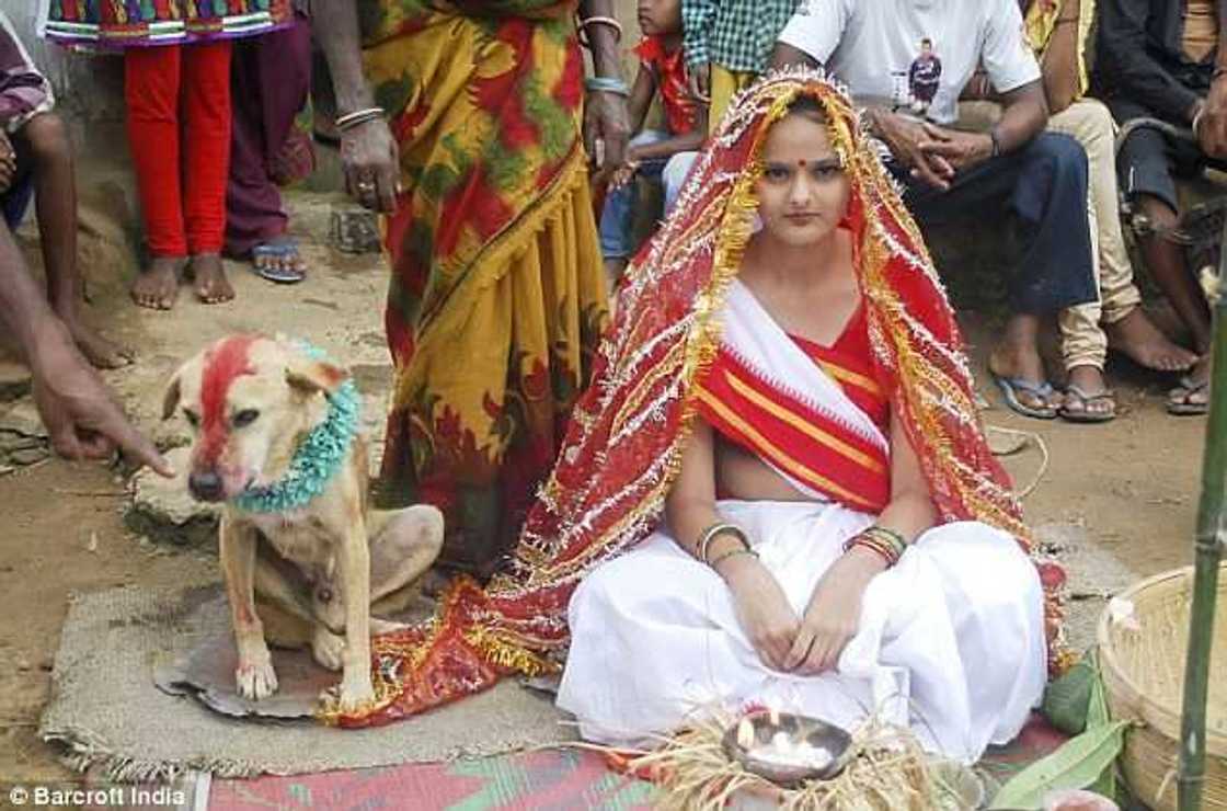 Hotuna: Wata tsaleliyar budurwa ta auri kare a kasar Indiya Hotuna: Wata tsaleliyar budurwa ta auri kare a kasar Indiya