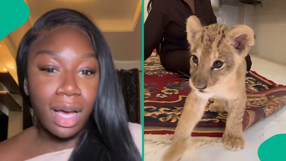 Lady shares experience taking care of a pet lion. Lady shares experience taking care of a pet lion.