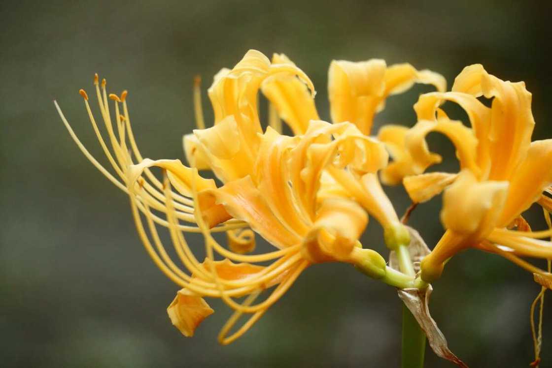 Yellow spider lily