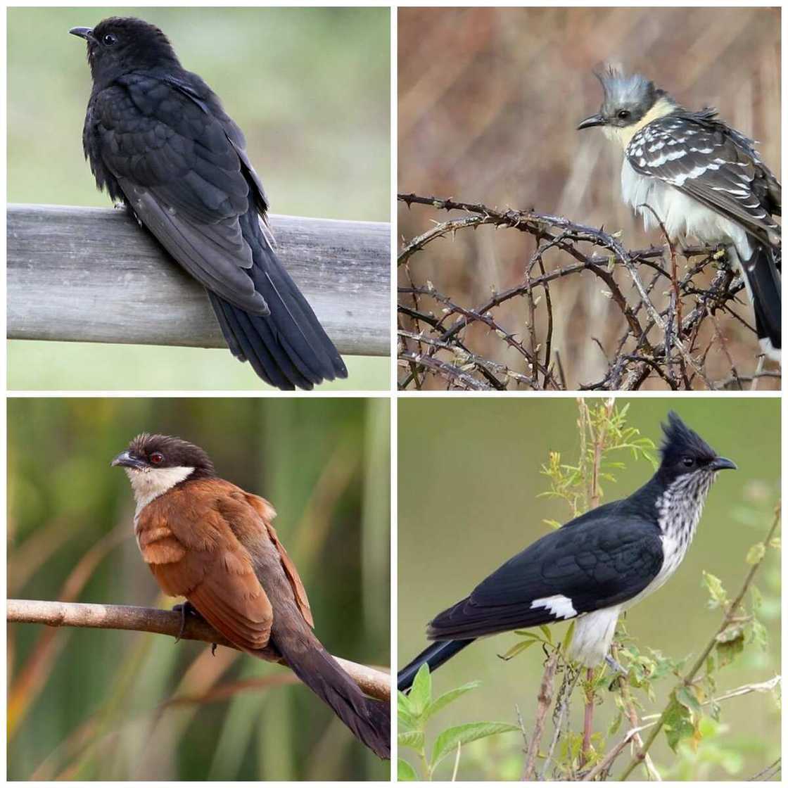 Cuculiformes type Cuculiformes type