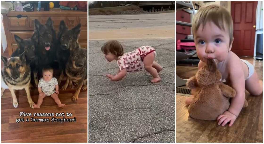 Photos of a baby born in the midst of 5 dogs. Photos of a baby born in the midst of 5 dogs.