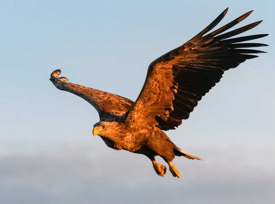 Golden eagle flying against clear sky Golden eagle flying against clear sky