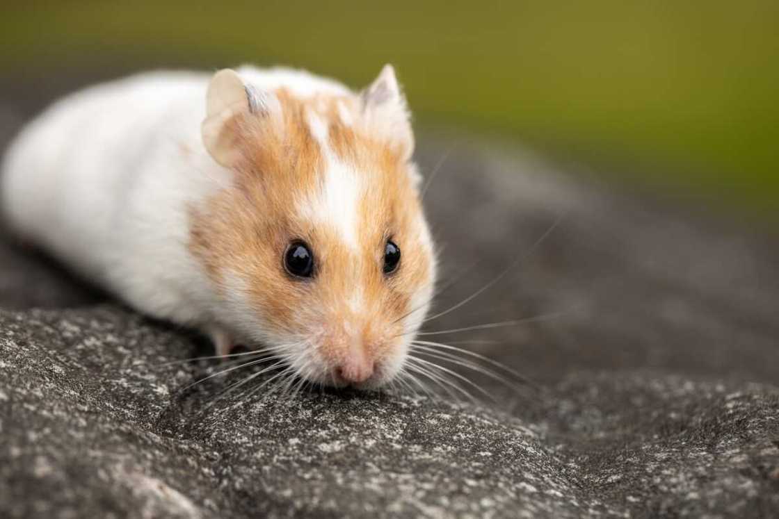 cute hamster names