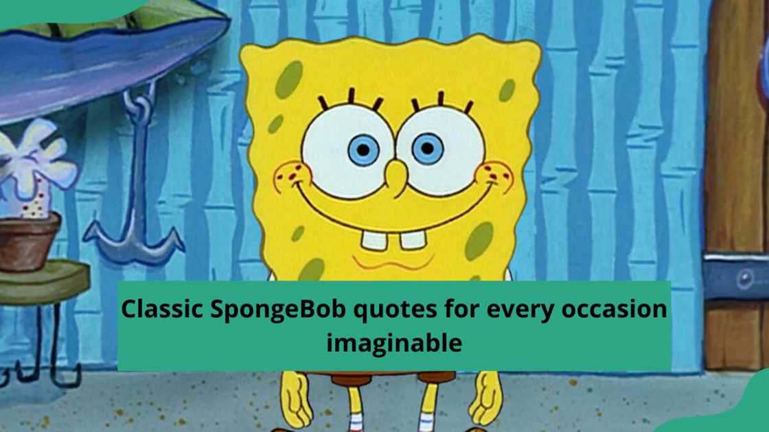 50+ classic SpongeBob quotes for every occasion imaginable - Legit.ng