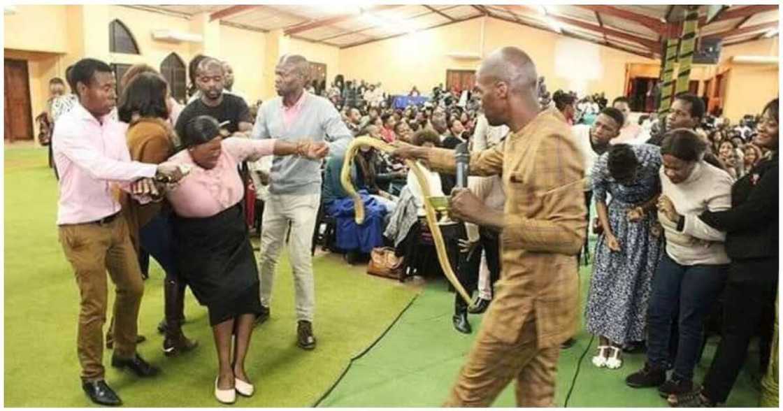 Snake pastor Snake pastor