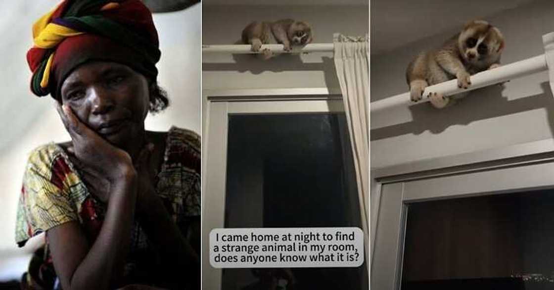 Lady shares video of strange creature she found in her room at night