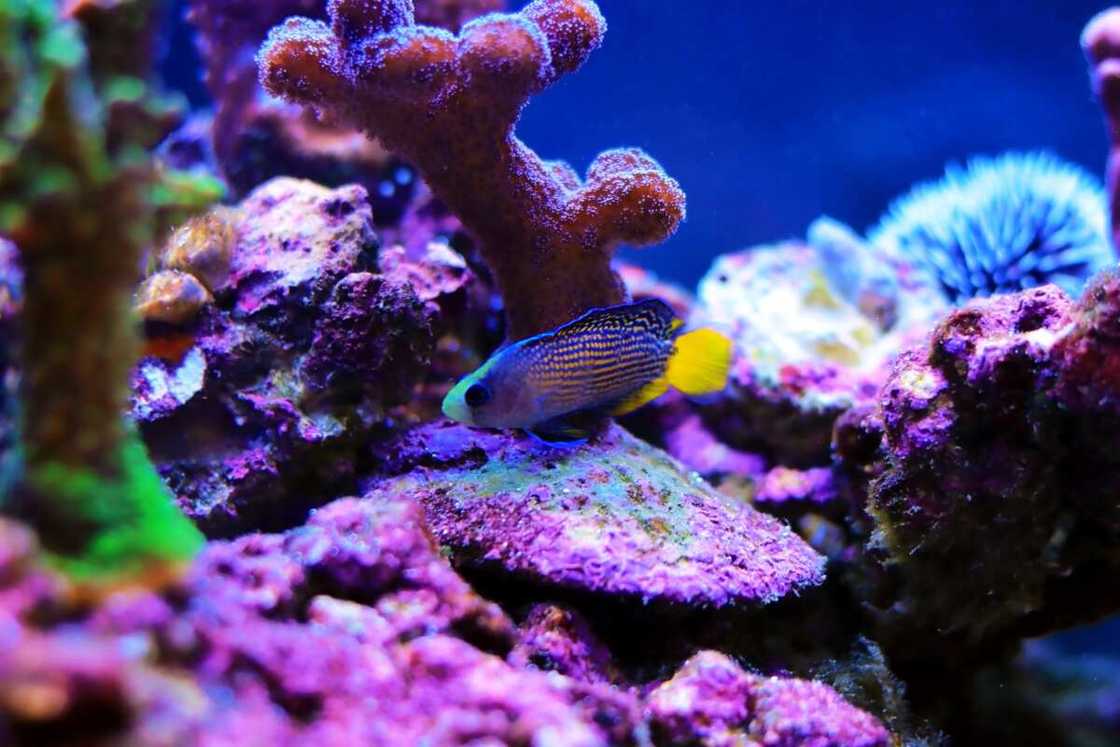 A small Dottyback swimming in the ocean floor