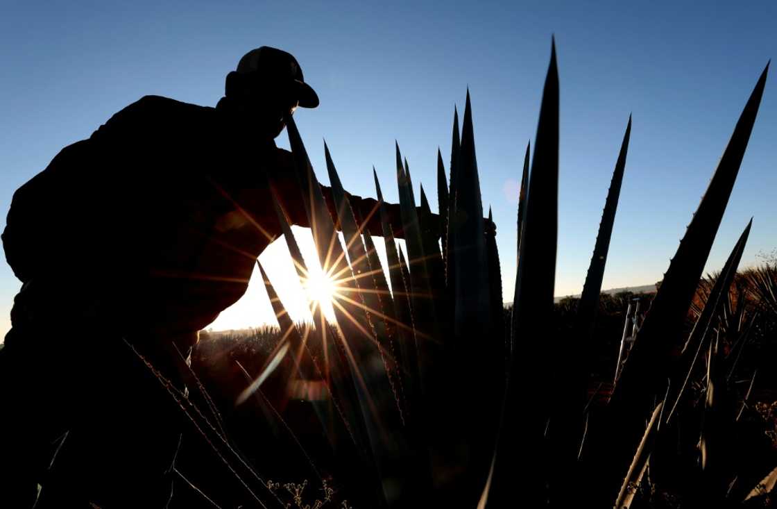 An agave producer works at a plantation in Mexico's western state of Jalisco