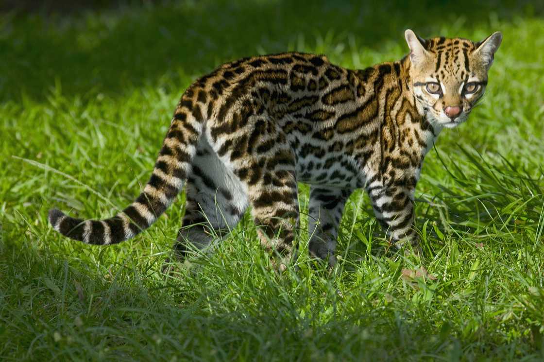 Ocelot in the grass Ocelot in the grass