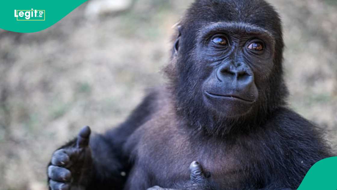 Trafficked Gorilla to Be Returned to Nigeria Following Rehabilitation in Turkey Trafficked Gorilla to Be Returned to Nigeria Following Rehabilitation in Turkey