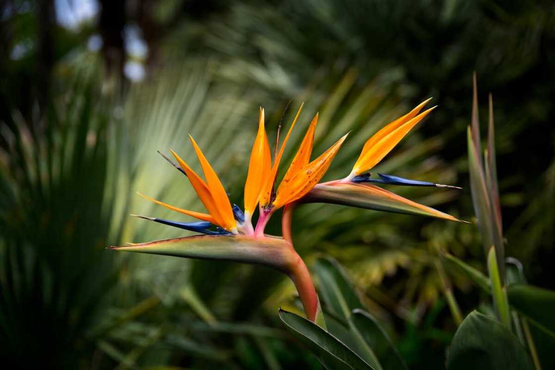 Close up shot of bird of paradise in bloom Close up shot of bird of paradise in bloom