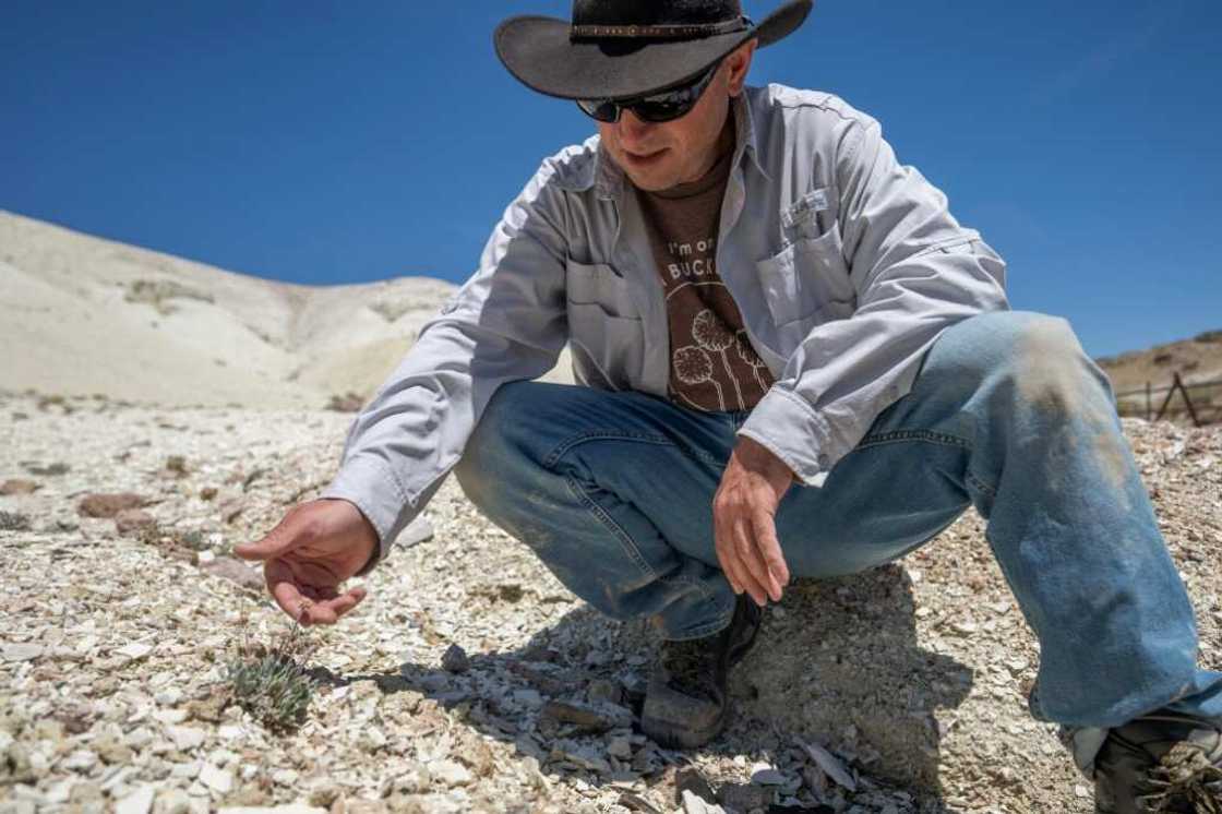 Patrick Donnelly, biologist at the Center for Biological Diversity, worris that the proposed lithium mine will destroy the plant Patrick Donnelly, biologist at the Center for Biological Diversity, worris that the proposed lithium mine will destroy the plant