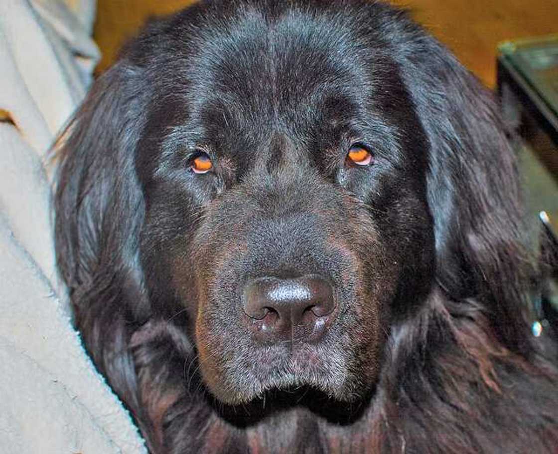 Newfoundland dog Newfoundland dog