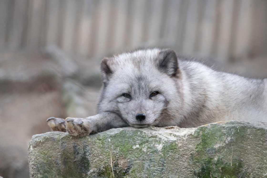 Badass fox names