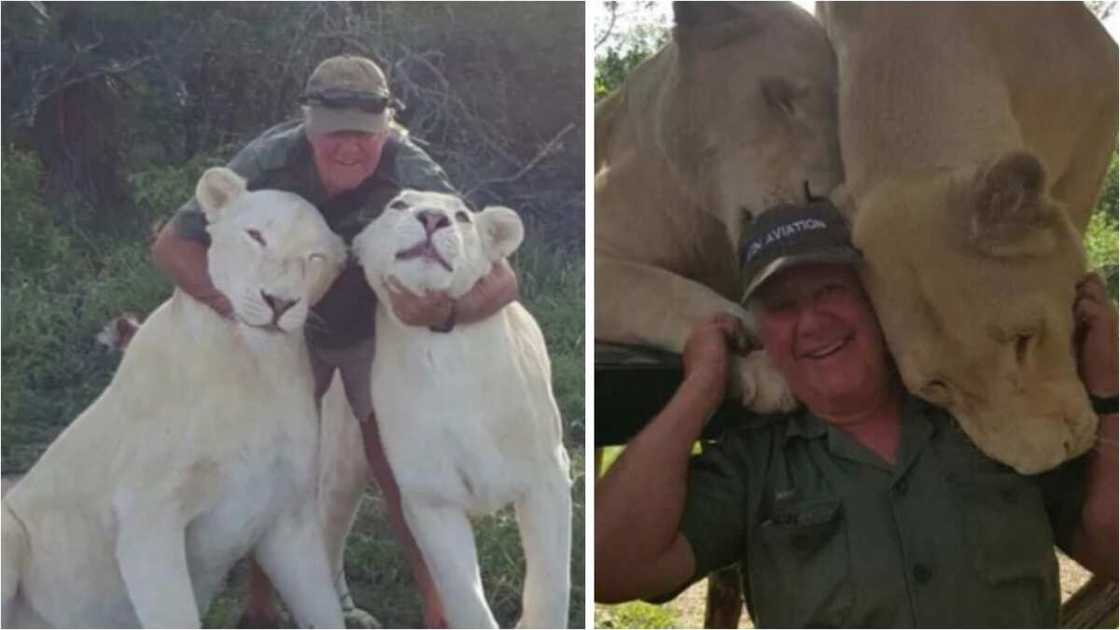 Abu kamar wasa: Zakuna sun cinye mutumin da ya raine su tun suna yara a lokacin da suke wasa da shi Abu kamar wasa: Zakuna sun cinye mutumin da ya raine su tun suna yara a lokacin da suke wasa da shi