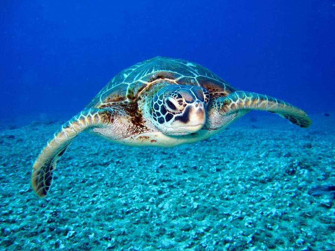 good names for turtles good names for turtles