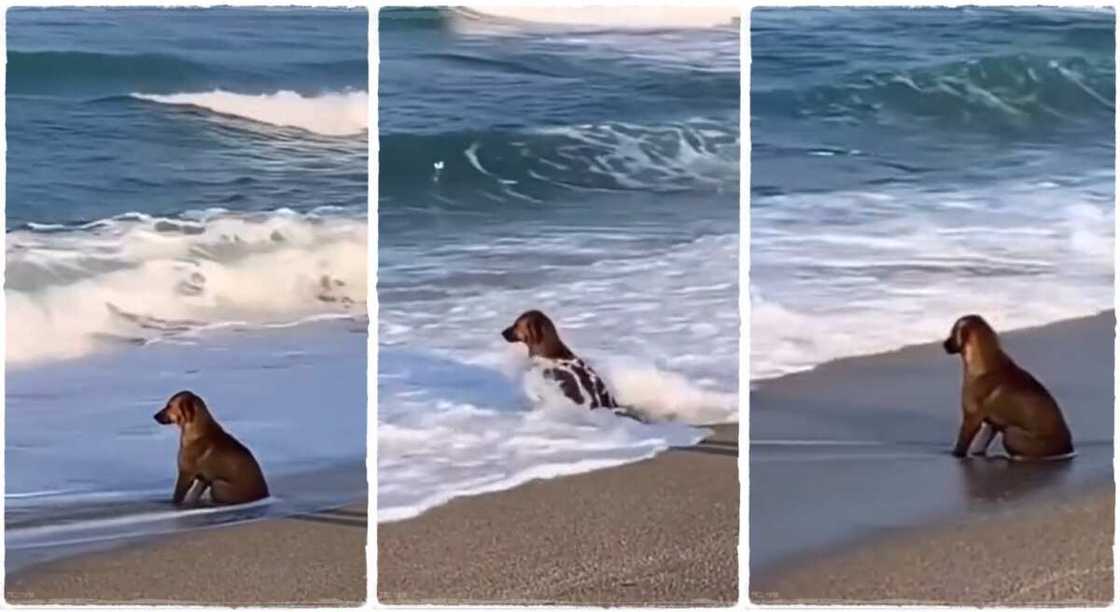 A dog is seen sitting close to a beach.