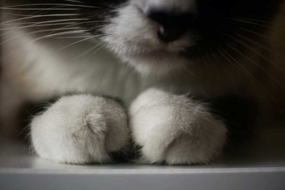 Patte de chat Patte de chat