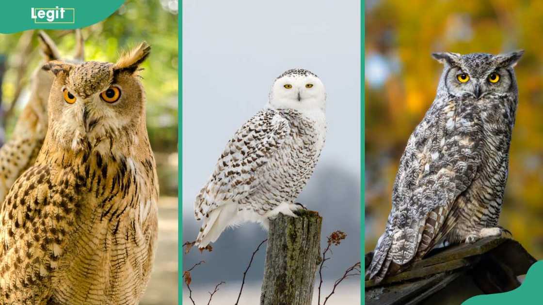 What is the biggest owl in the world? Top 10 largest breeds to ever ...