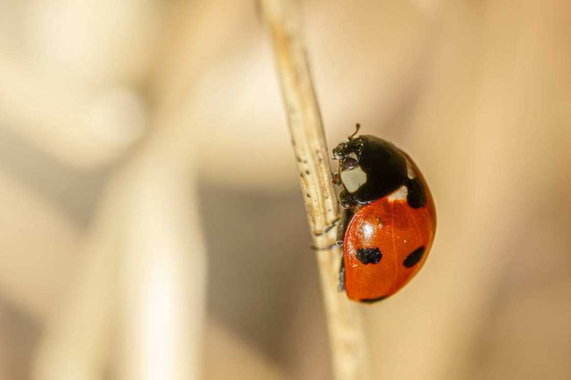 Ladybug meaning Ladybug meaning