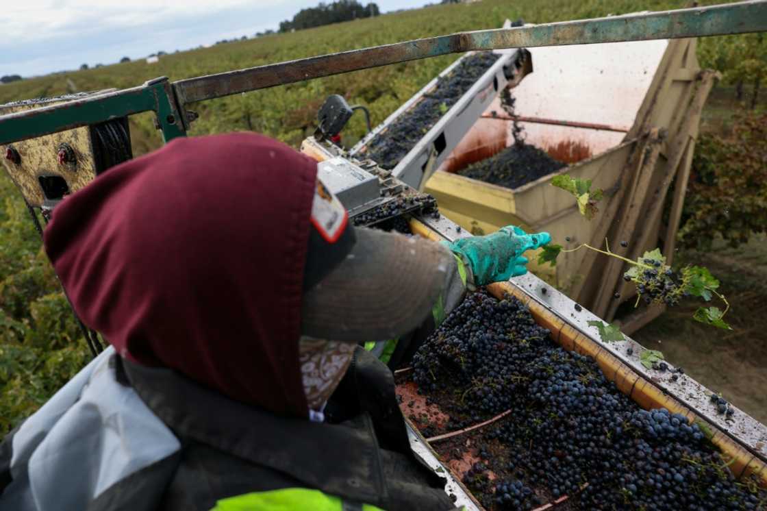The shift to alternate crops has put workers' jobs at risk, with almonds, for example, requiring far less labor to farm The shift to alternate crops has put workers' jobs at risk, with almonds, for example, requiring far less labor to farm