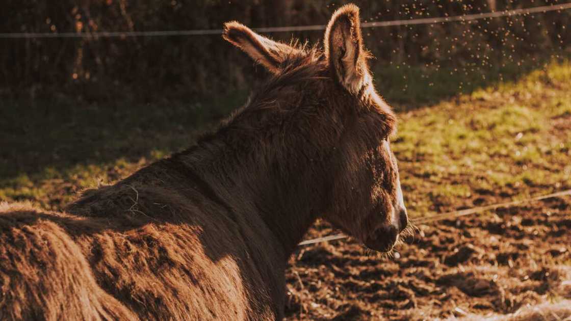 Animal names