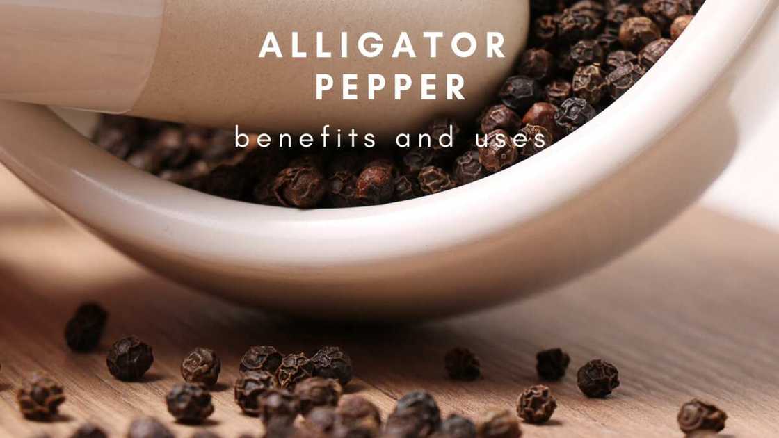Alligator pepper benefits and uses