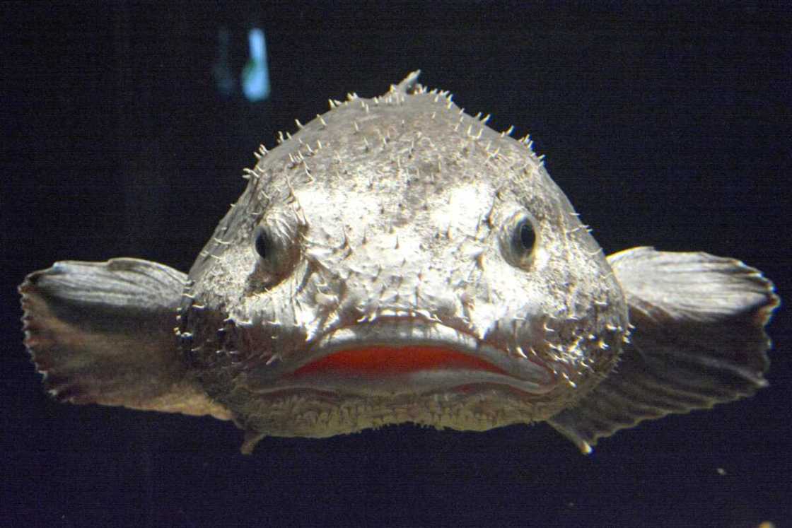 picture of fish