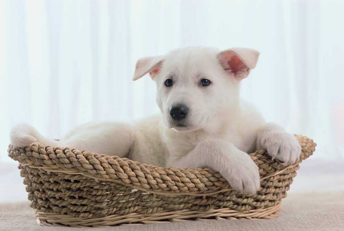 chien qui gratte son panier