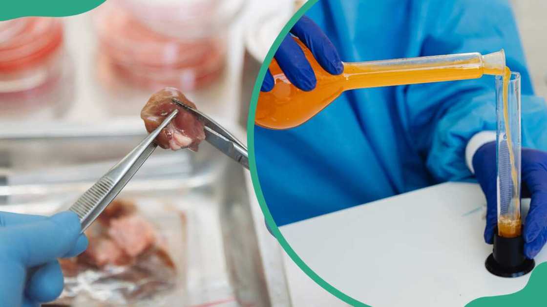 Lab workers doing research and experiment Lab workers doing research and experiment
