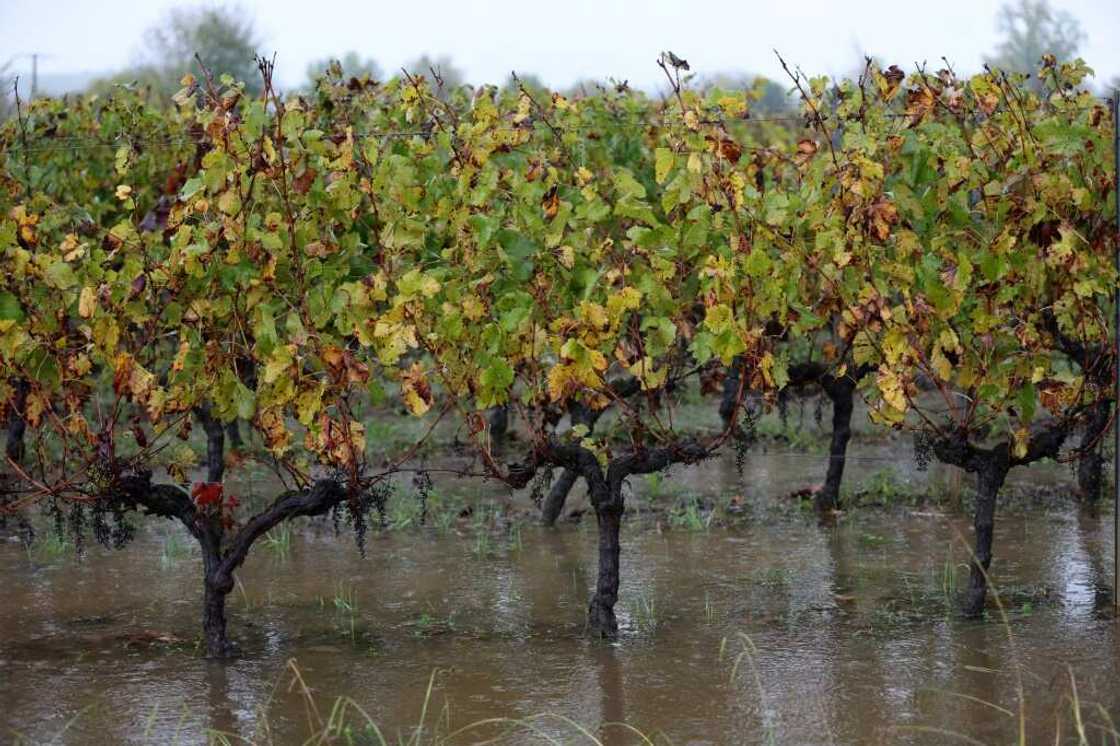 Powerful storm Ciaran flooded vineyards in Bordeaux Powerful storm Ciaran flooded vineyards in Bordeaux