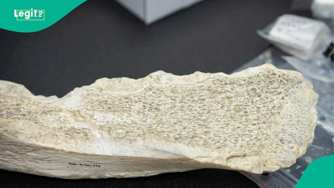 Ancient bone tools found by scientists. Ancient bone tools found by scientists.