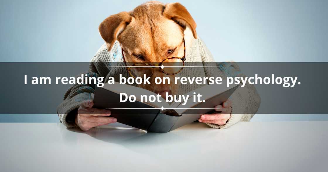 Book puns for adults Book puns for adults