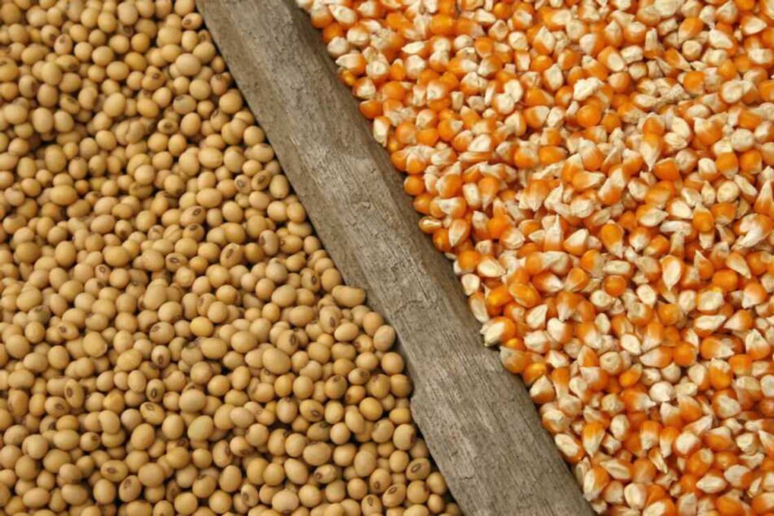 Masu kiwon kaji na rokon a shigo da masara da waken soya don kiwon kaji Masu kiwon kaji na rokon a shigo da masara da waken soya don kiwon kaji