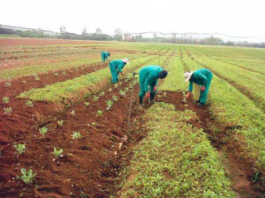 National cake, Anchor Borrowers Programme National cake, Anchor Borrowers Programme