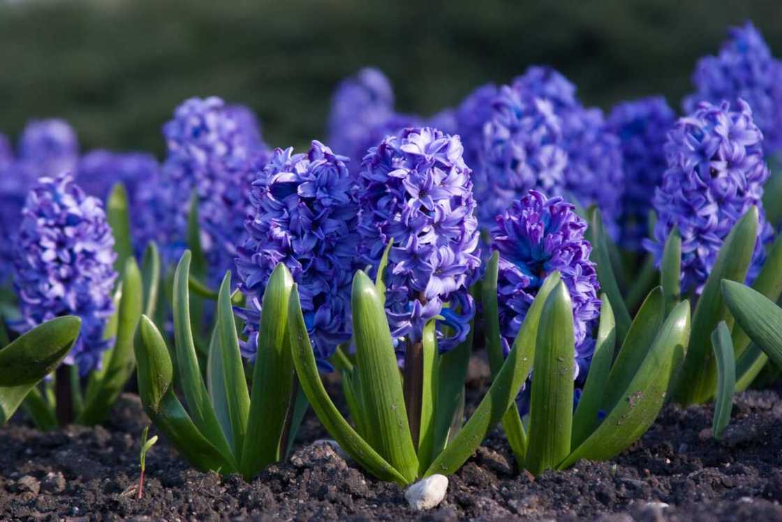 Hyacinth with violet petals Hyacinth with violet petals