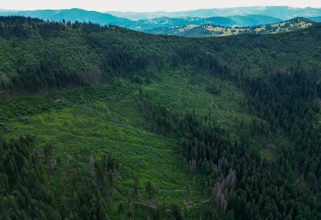 Logging has left gaps in the forest canopy of Romania's Carpathian mountains Logging has left gaps in the forest canopy of Romania's Carpathian mountains