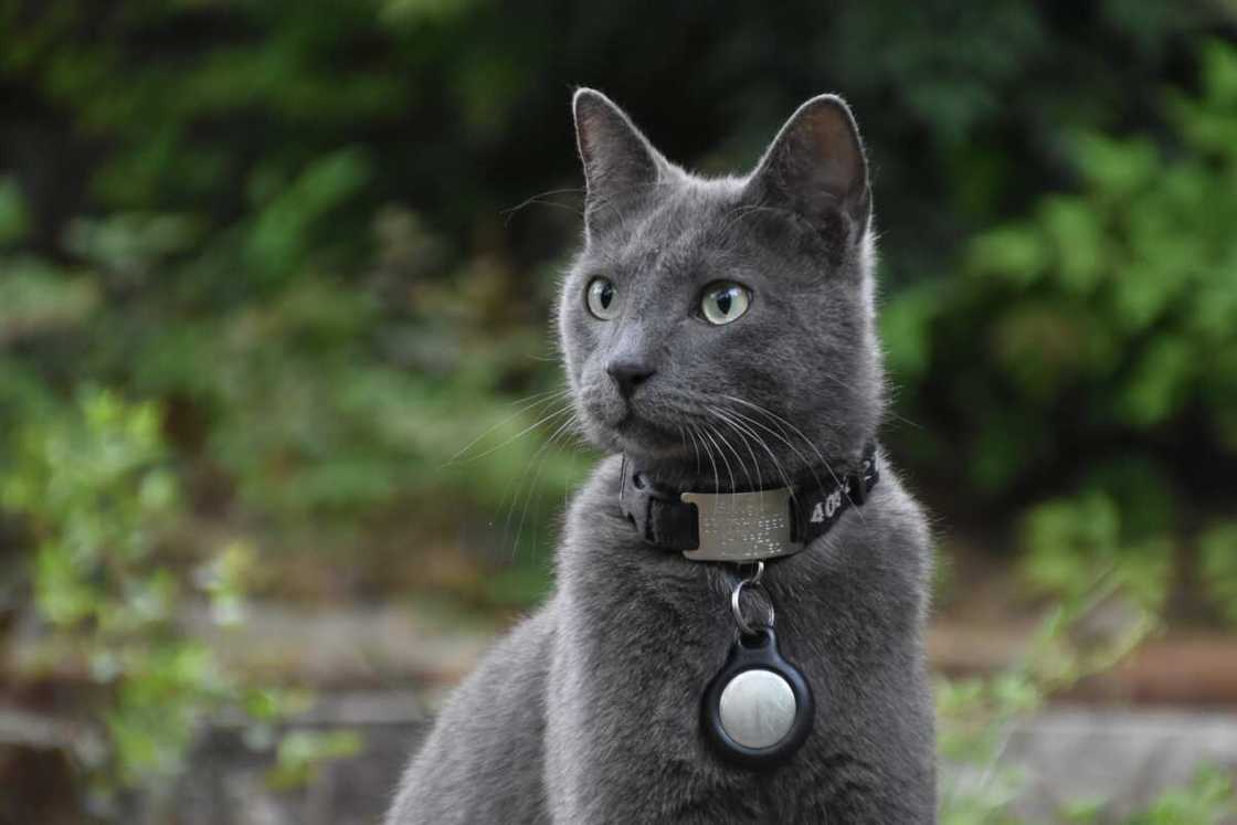 world's most expensive cat world's most expensive cat