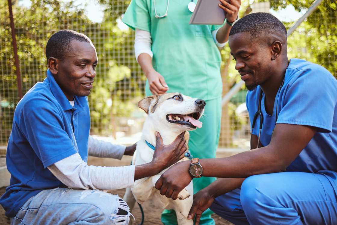 Three people, including a veterinary officer examining a dog Three people, including a veterinary officer examining a dog