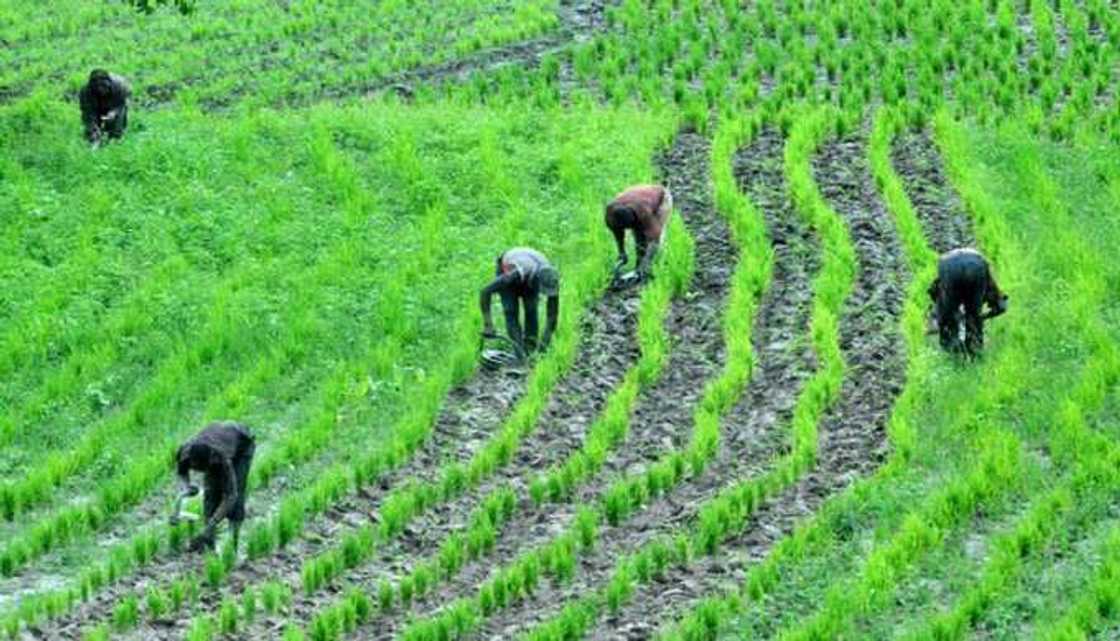 Zamu damke manoman da suka ki biyan bashin da muka basu, CBN