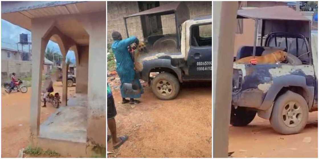 Viral video captures moment Nigerian police arrest dog for biting student's manhood Viral video captures moment Nigerian police arrest dog for biting student's manhood