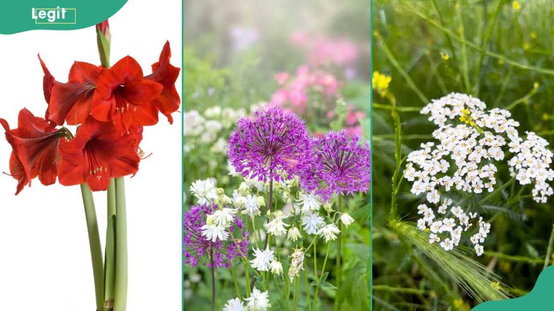 Amaryllis (L), Allium (C) and Achillea (R).