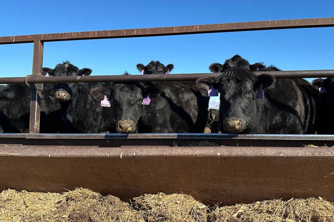 Beef cattle gather at Diamond J Angus Ranch near Mandan, North Dakota, on March 31, 2026.