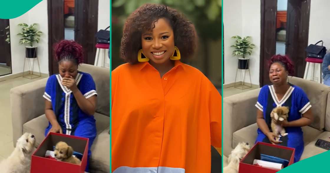 Lady Gets Cute Puppy as Birthday Gift 8 Months After Losing her Dog, She Weeps in Video Lady Gets Cute Puppy as Birthday Gift 8 Months After Losing her Dog, She Weeps in Video