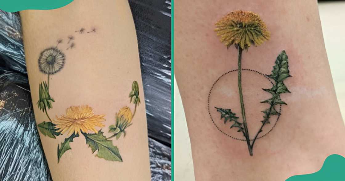 Realistic dandelion tattoos designed in geometric circles. Realistic dandelion tattoos designed in geometric circles.