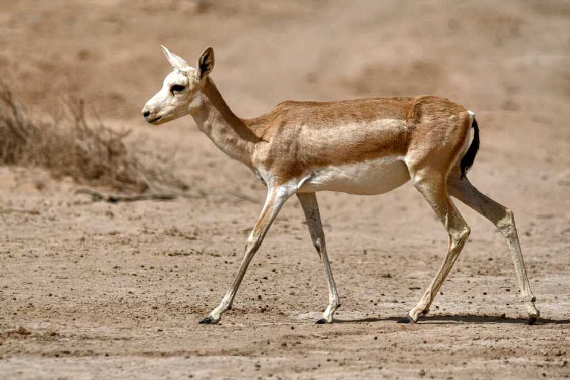 Desertification affects 39 percent of Iraqi land, the country's president has warned