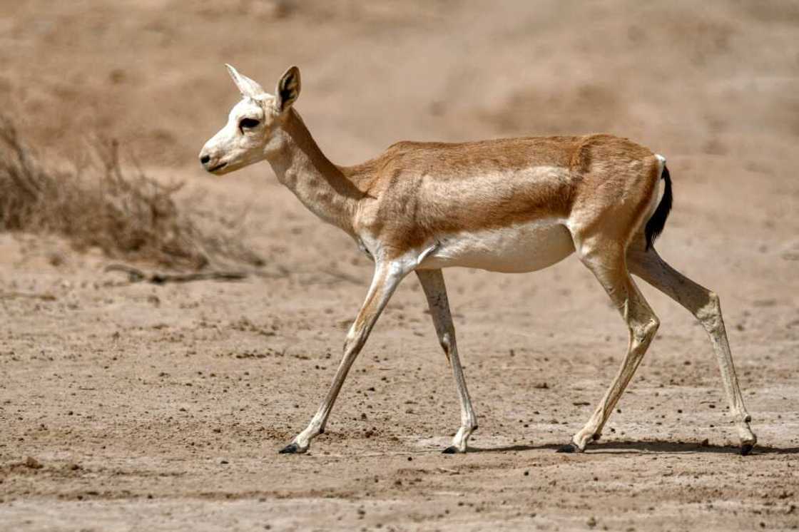Desertification affects 39 percent of Iraqi land, the country's president has warned Desertification affects 39 percent of Iraqi land, the country's president has warned