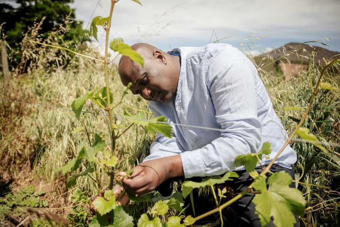 Siguqa says he would like to see more black owners of vineyards, 28 years after the end of apartheid